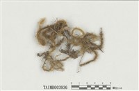 藏品(大熱澤苔)的圖片